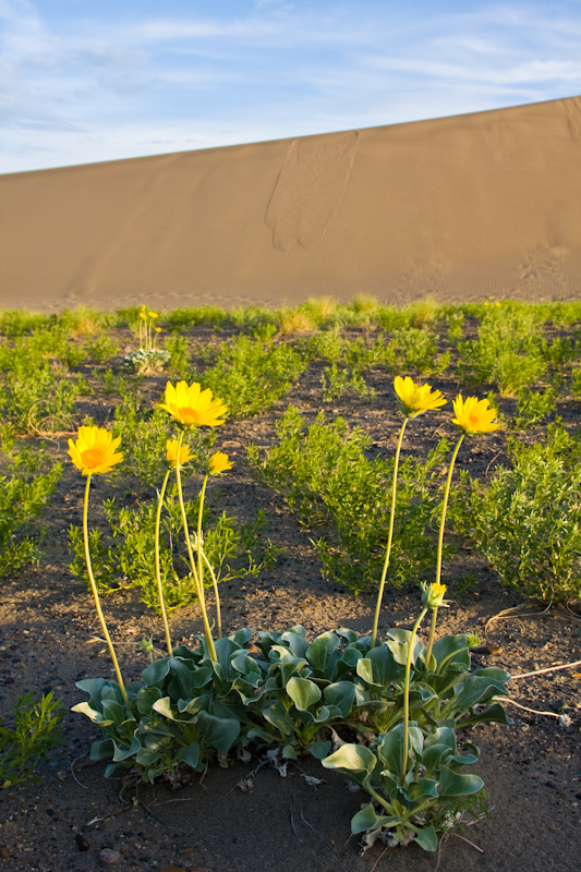 Flowers And Dune